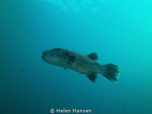 Pufferfish by Helen Hansen 